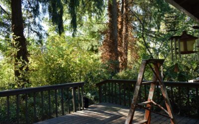 Deck Build Cost Calgary 2026: Pressure Treated vs Composite vs Cedar